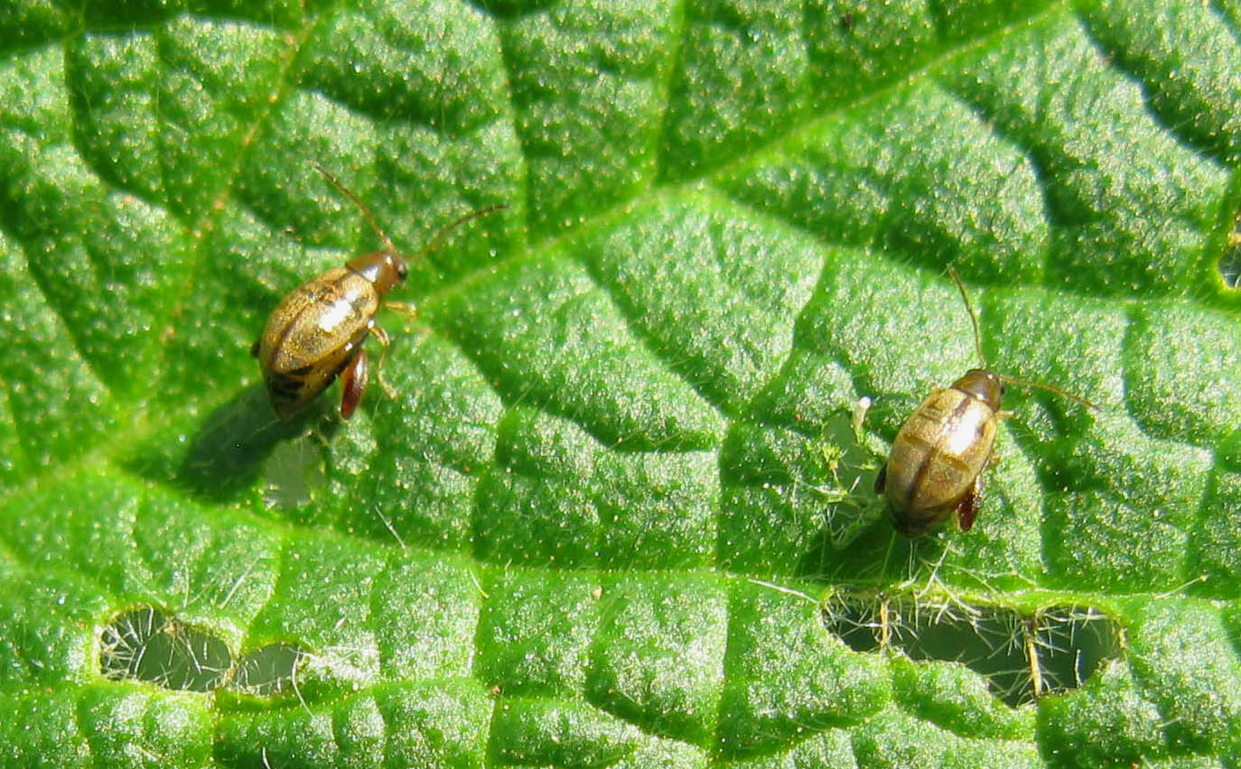 piccolissimi coleotteri da id: Longitarsus cf pratensis